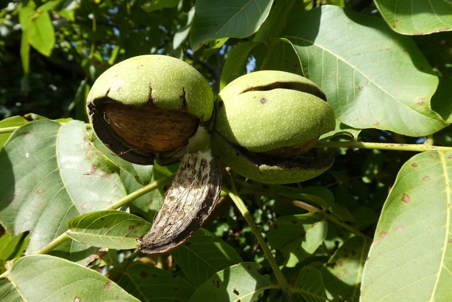 Орех грецкий (Juglans Regia) цветение