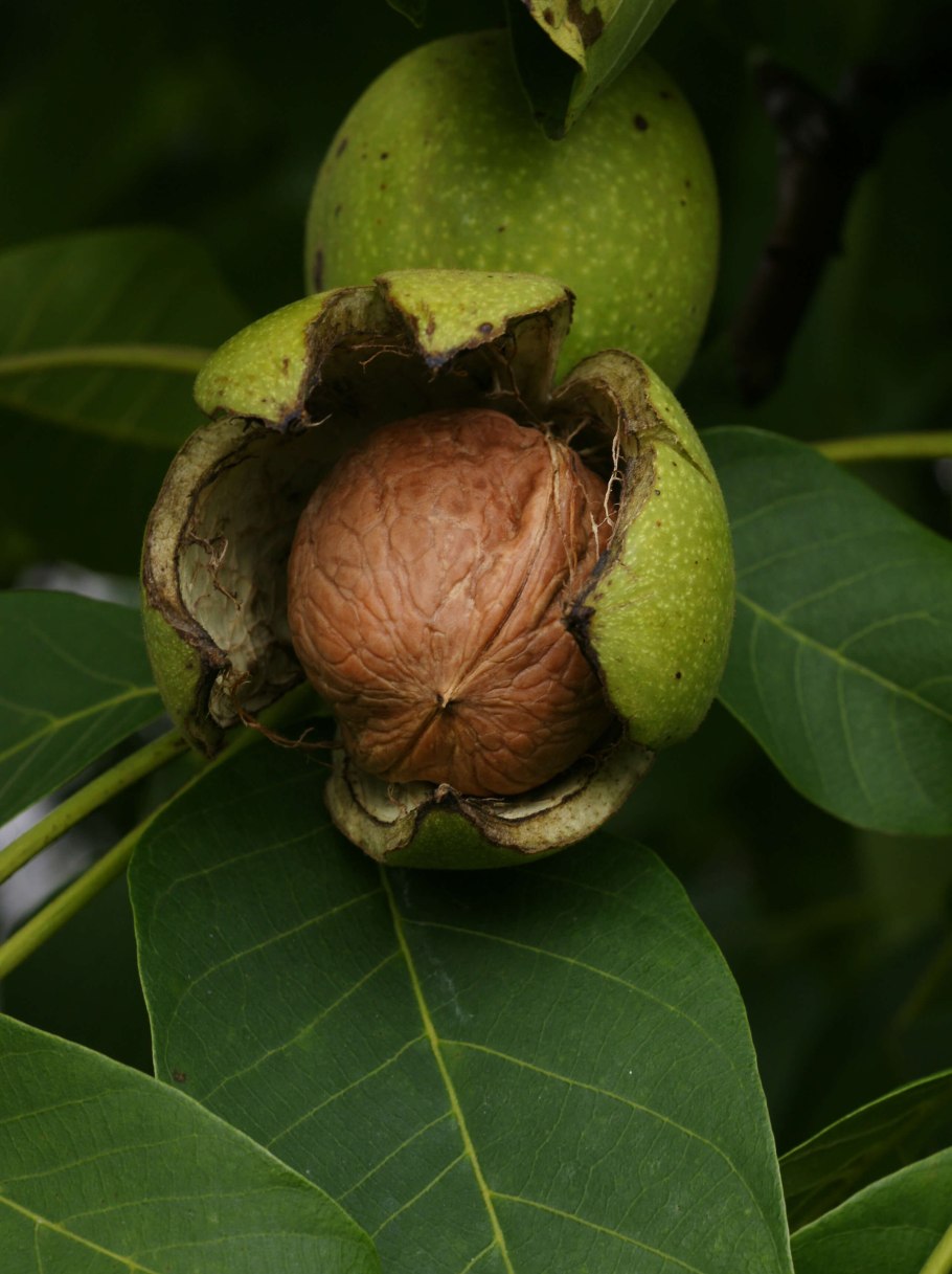 Орех грецкий (Juglans Regia)