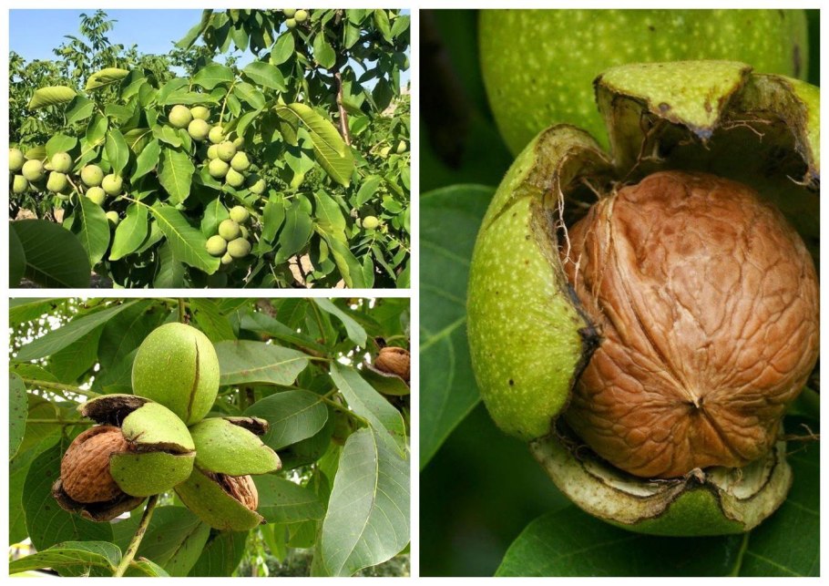 Орех грецкий (Juglans Regia)