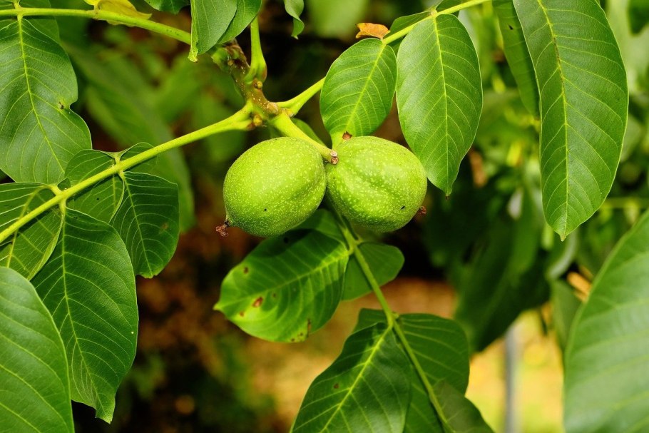 Орех грецкий (Juglans Regia)