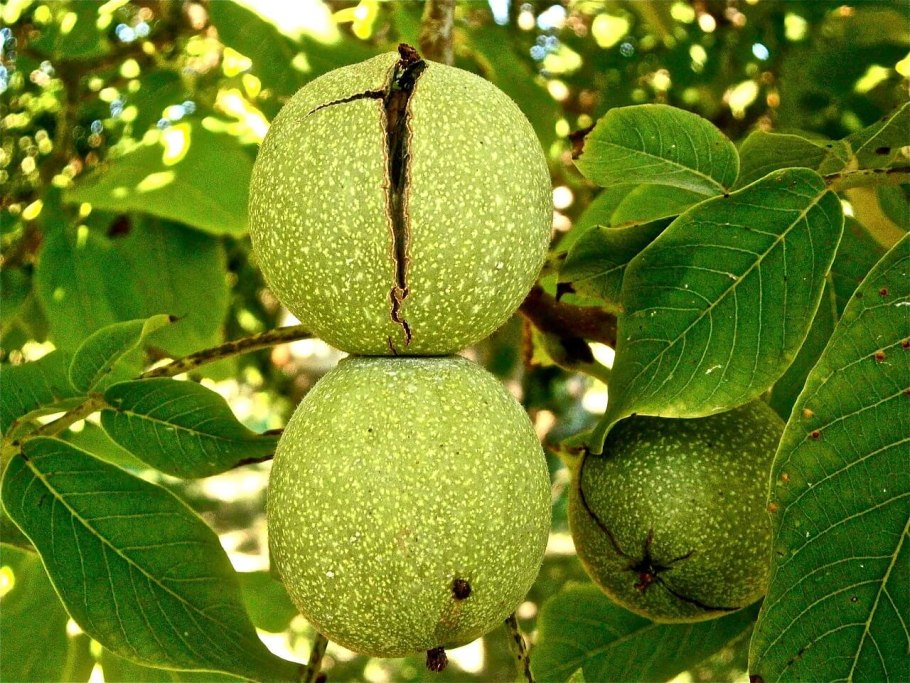 Грецкий орех Juglans Regia l.