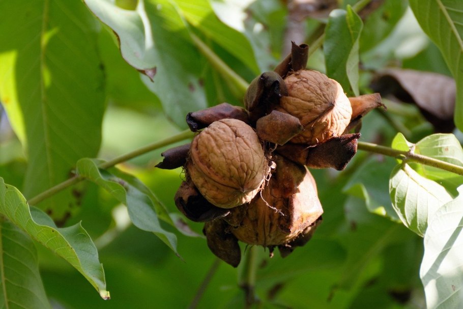 Орех грецкий (Juglans Regia)
