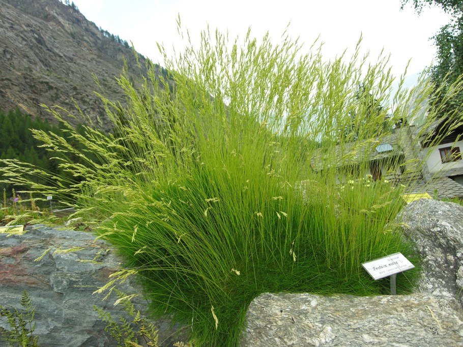 Фестука Овина