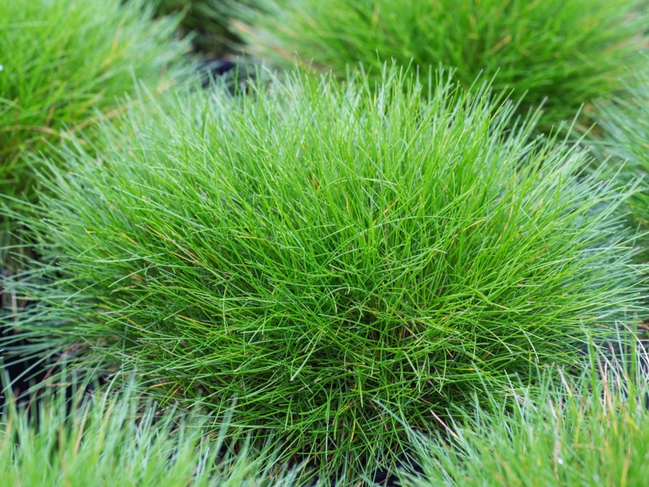 Овсяница метельчатая (Festuca Scoparia)