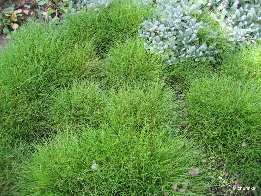 Овсяница метельчатая (Festuca Scoparia)