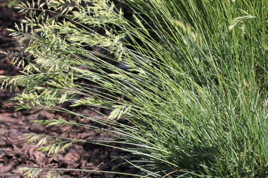 Овсяница Игошиной