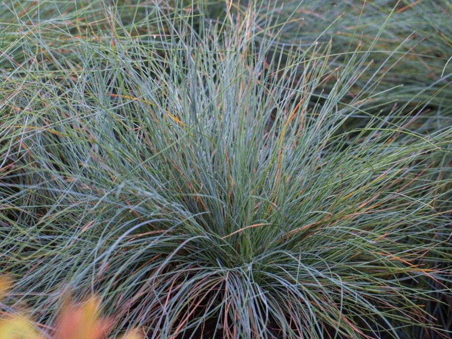 Овсяница (Festuca)