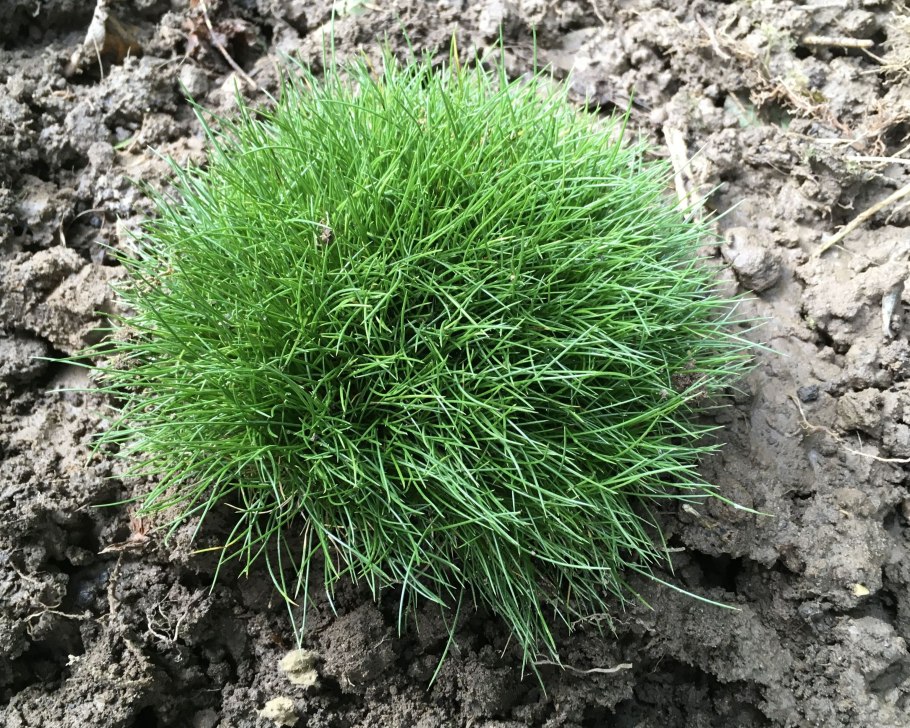 Овсяница фестука