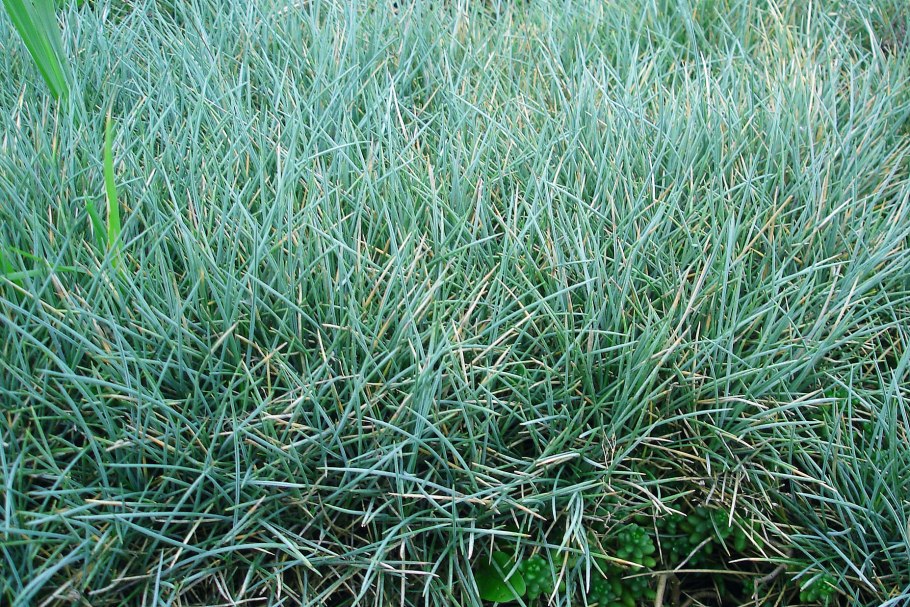 Овсяница овечья (Festuca ovina)