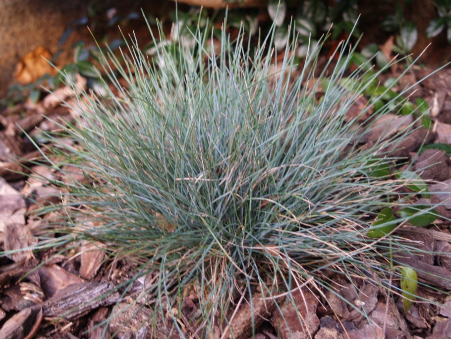 Овсяница (Festuca)