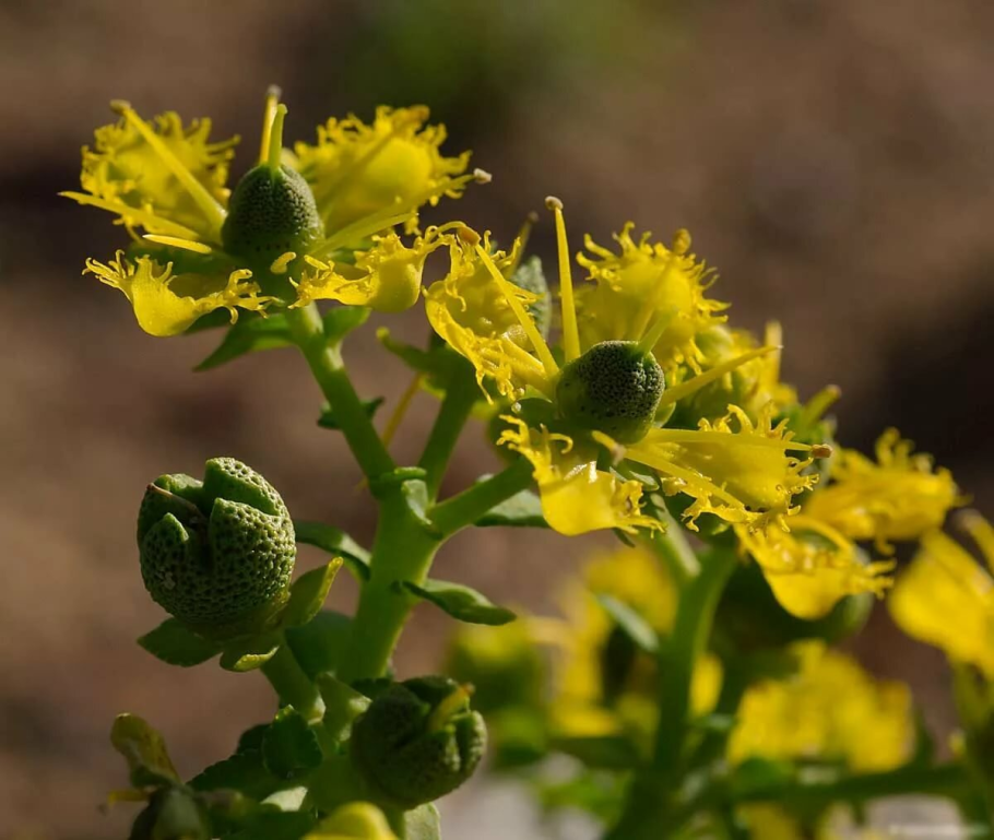 Листья рутовых