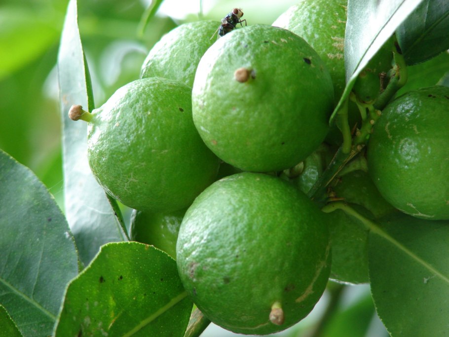 Садовый бергамот цитрусовый аромат