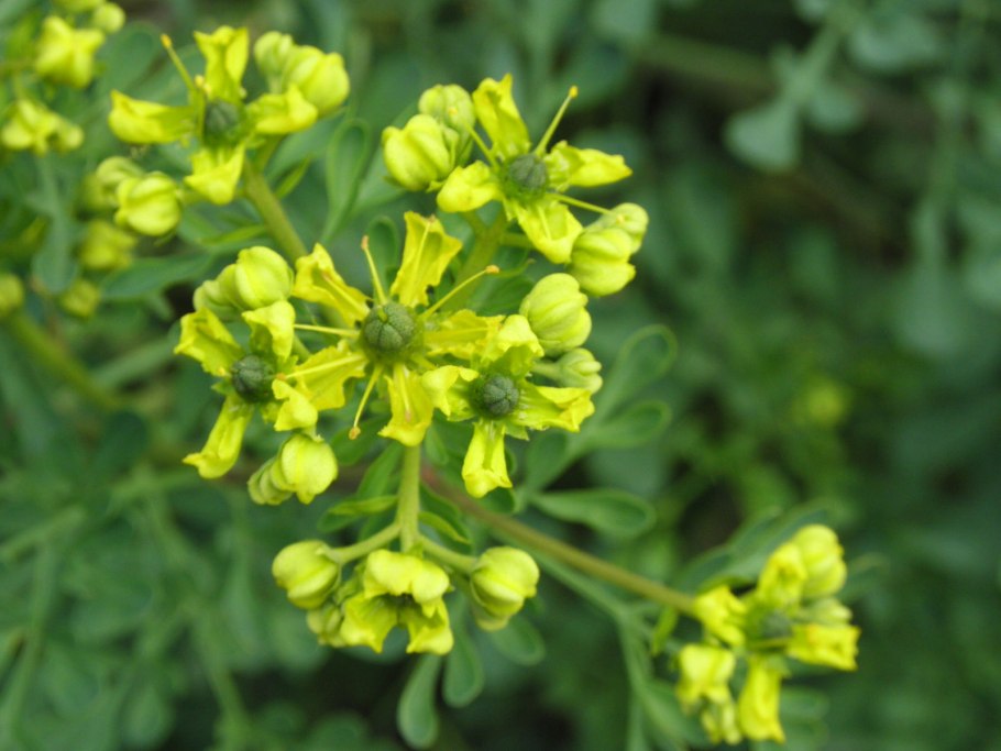 Зантоксилум Rutaceae