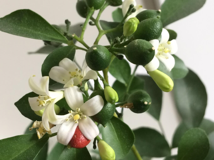 Семейство Рутовые