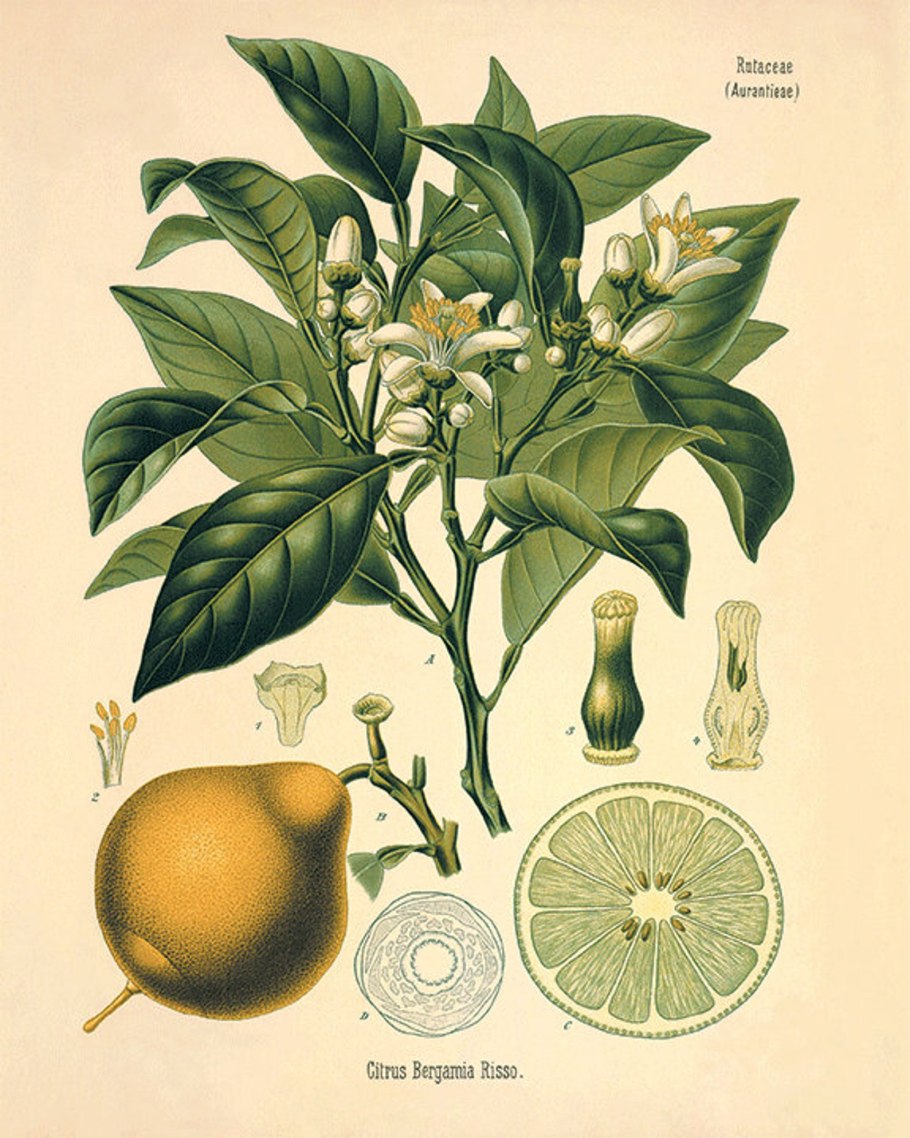 Рута Кружевница