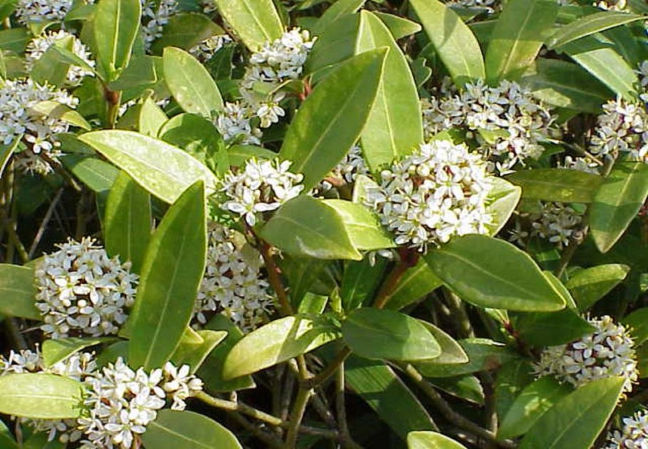 Zanthoxylum avicennae