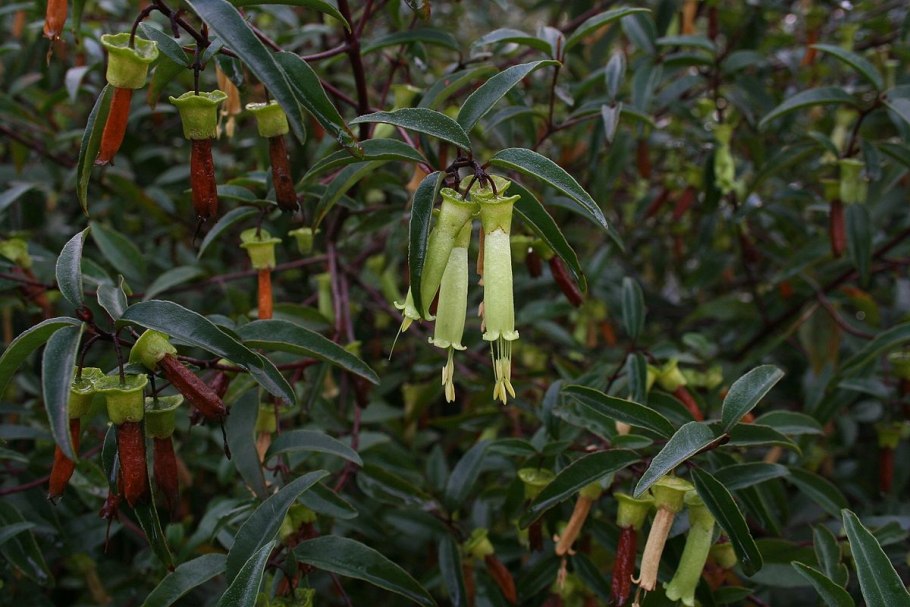 Цитрофортунелла каламондин