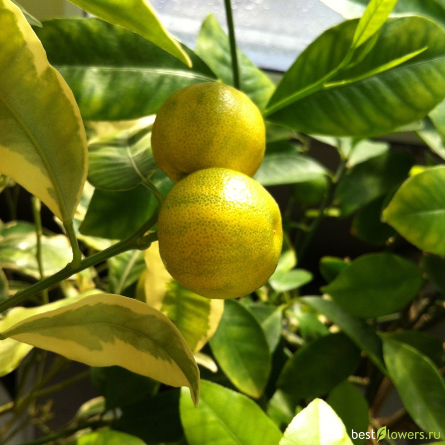 Цитрофортунелла мандарин