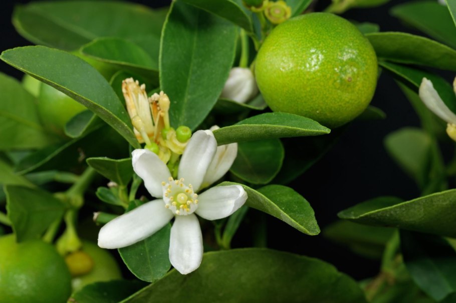 Citrofortunella microcarpa