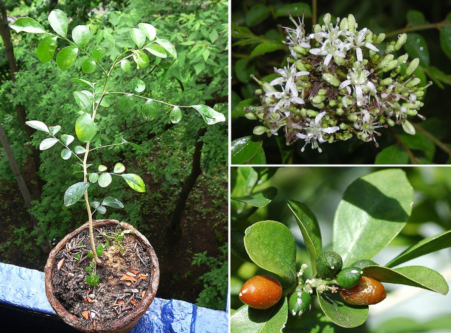 Рута душистая