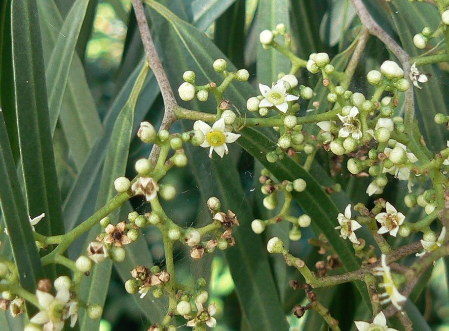 Семейство Рутовые