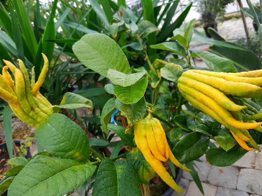 Цитрон рука будды