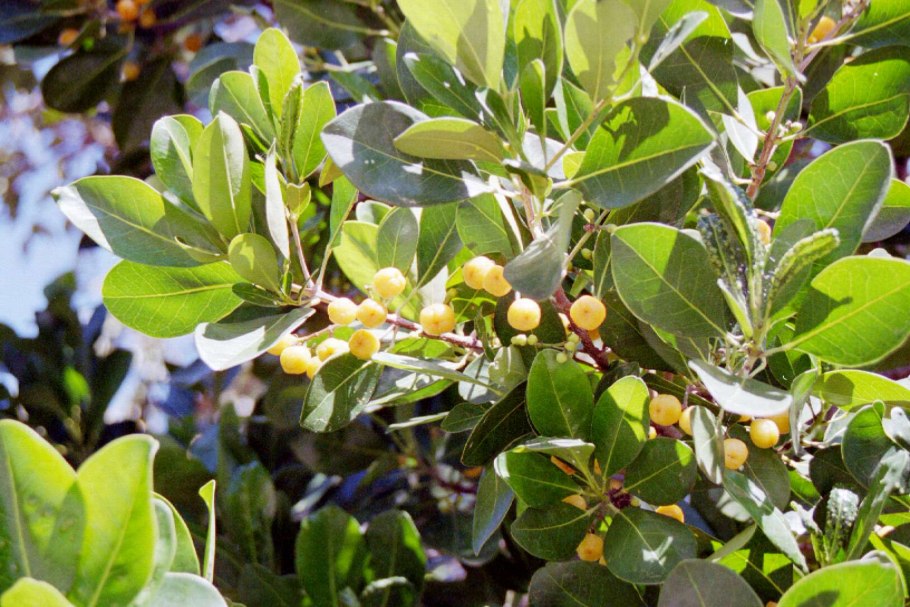 Рута ядовитое растение