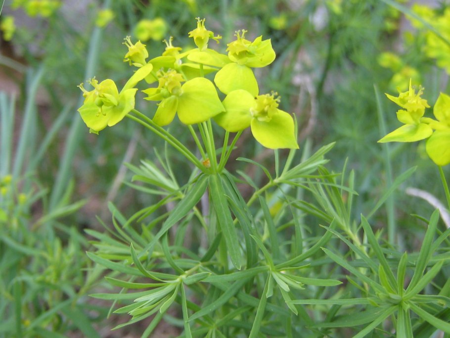 Хоизия апельсиновый цветок