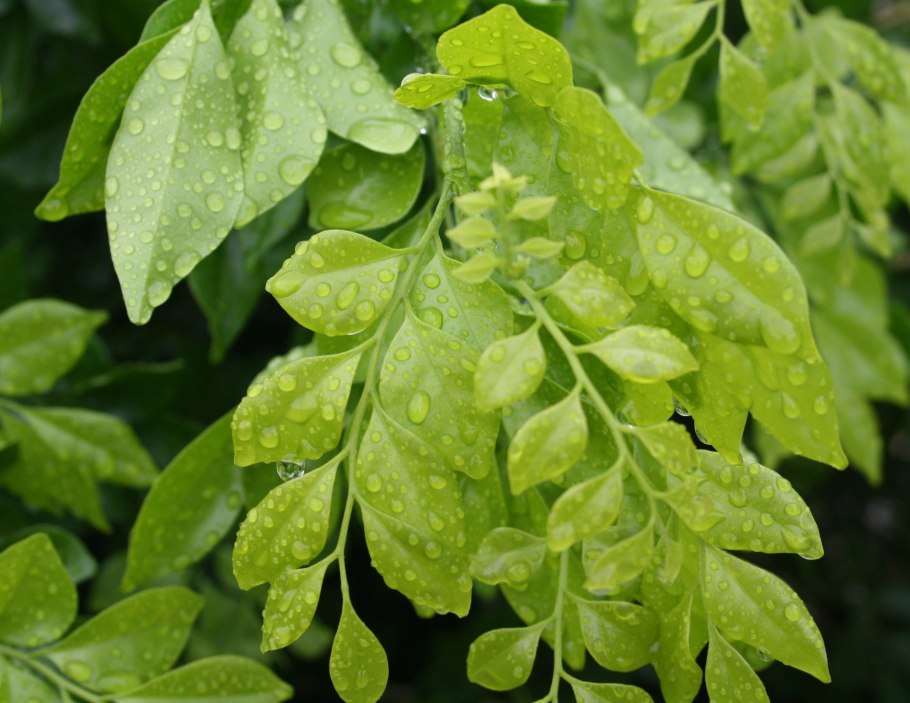 Понцирус трифолиата