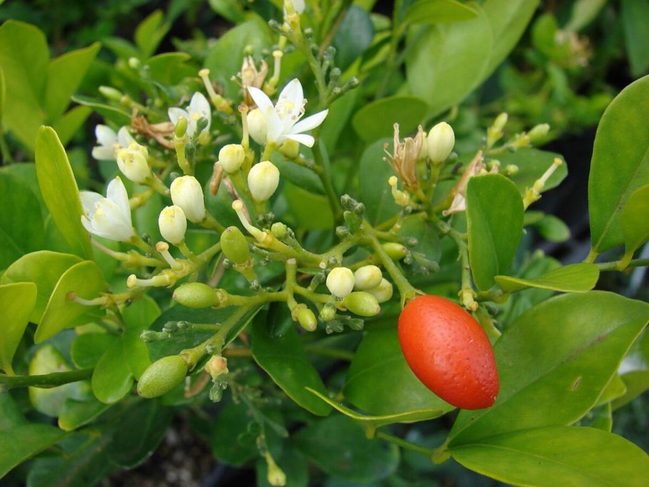 Сем. Рутовых