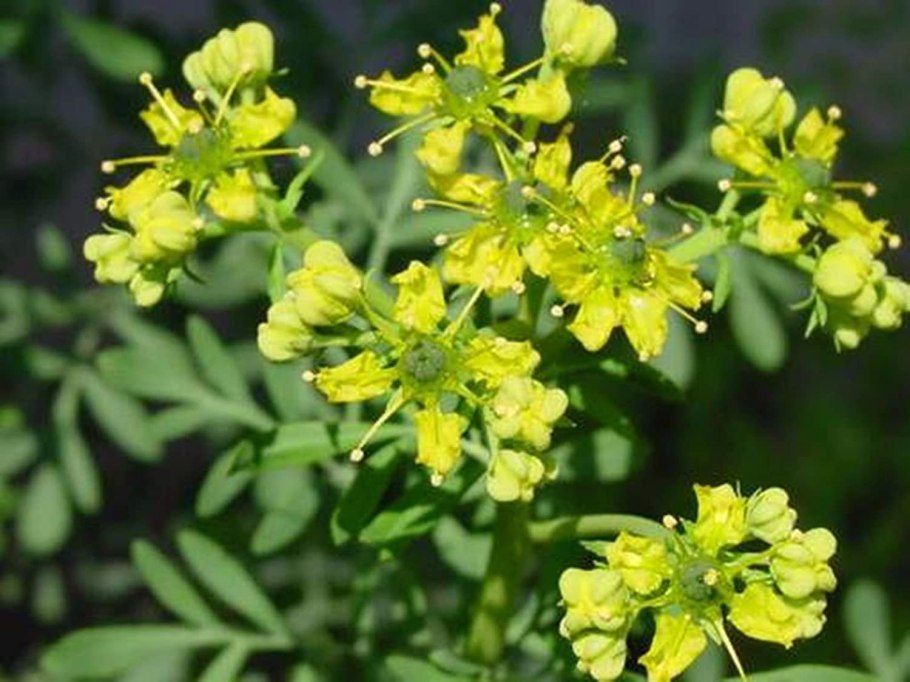 Семейство рутовых растений