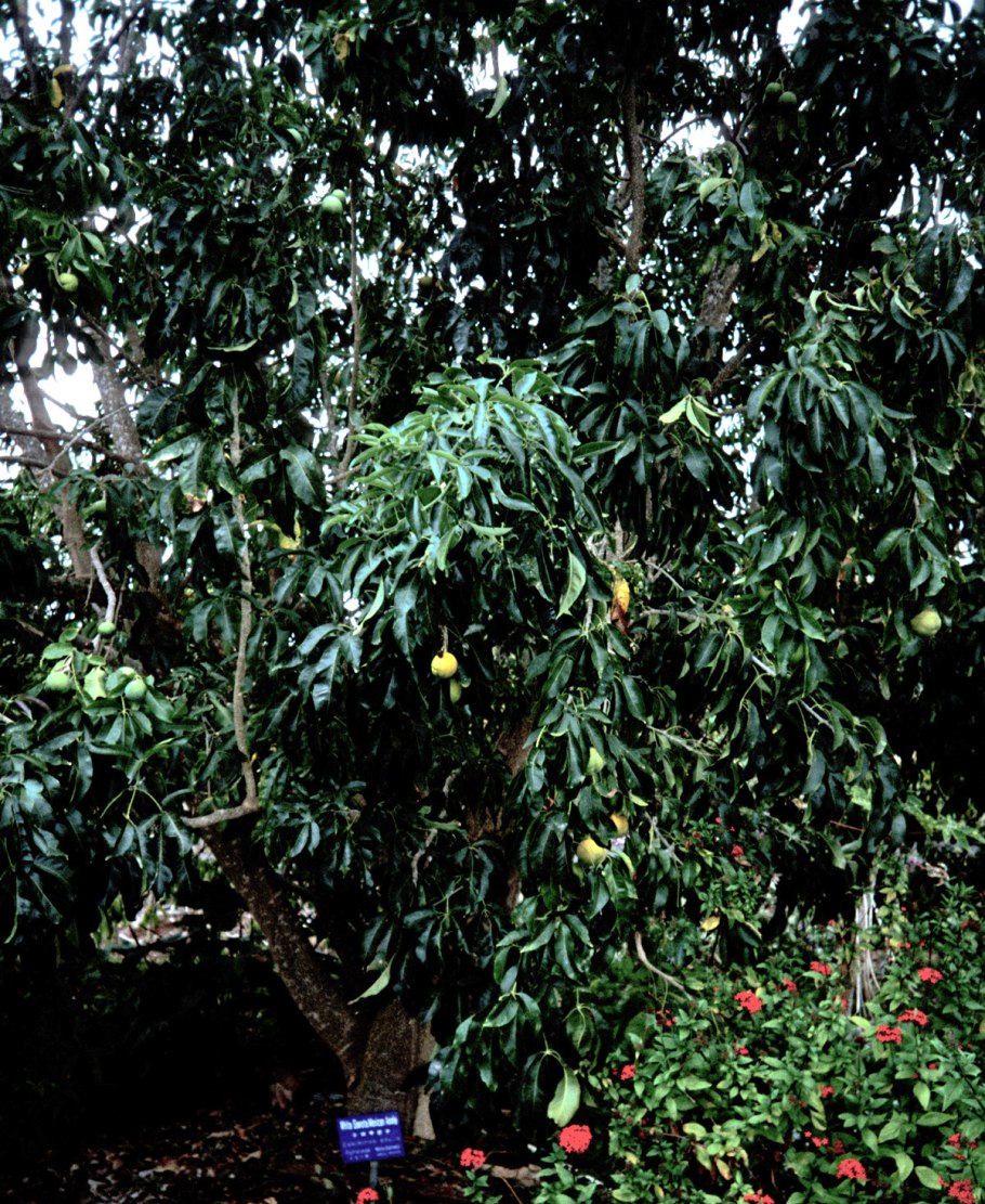 Citrus Medica Limonum