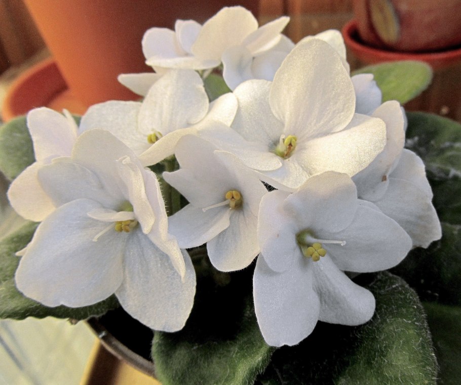 Фиалка белая сенполия