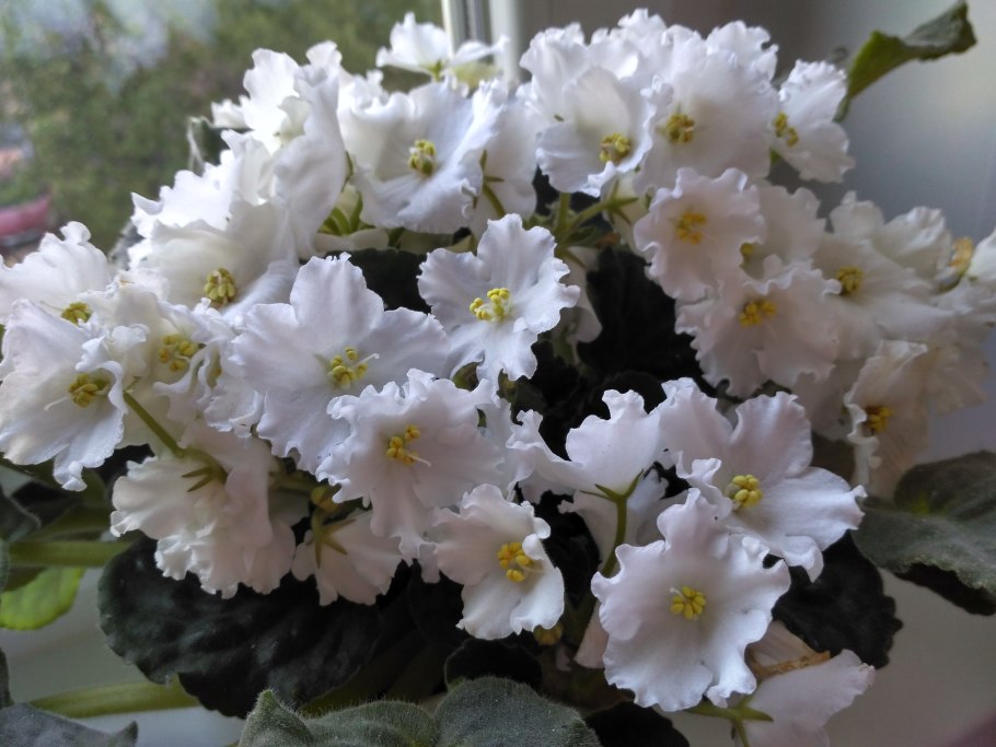 Узамбарская фиалка белая