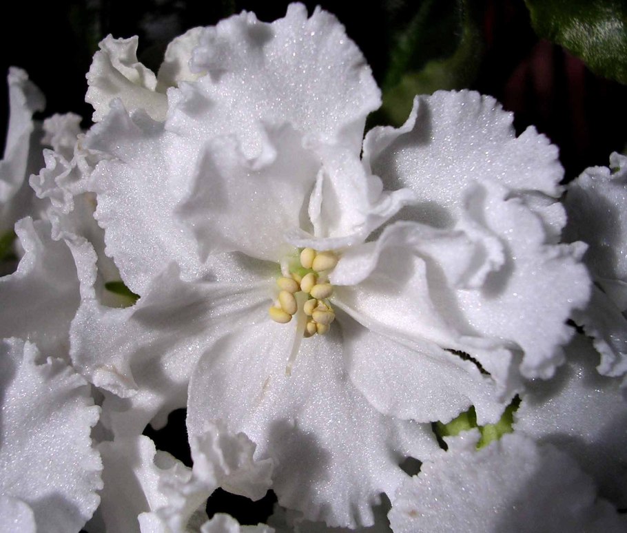 Фиалка белая сенполия