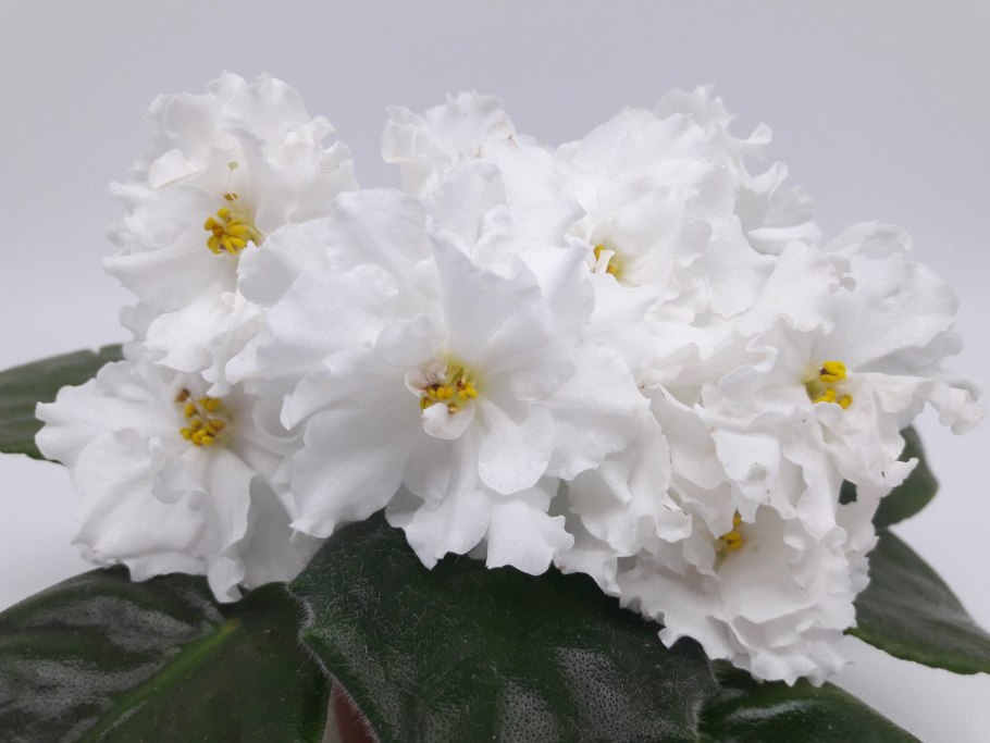 Фиалка ЕК белая Королева