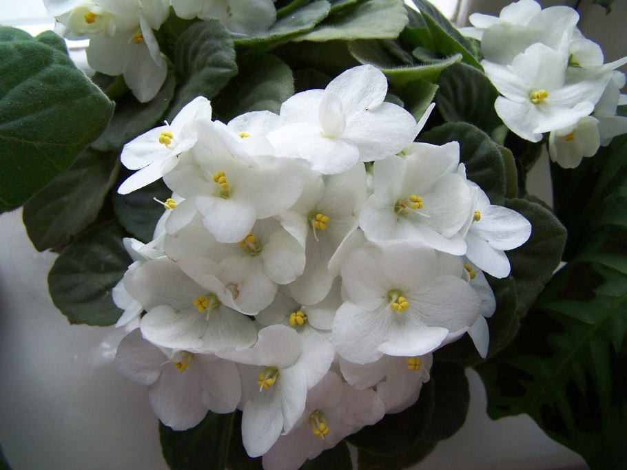 Виола Viola odorata White