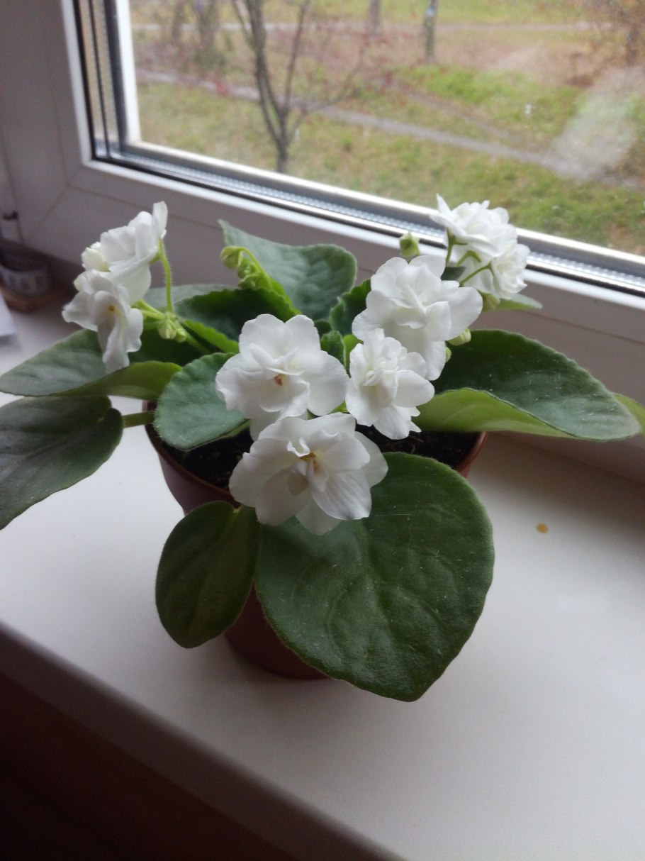 Узамбарская фиалка белая