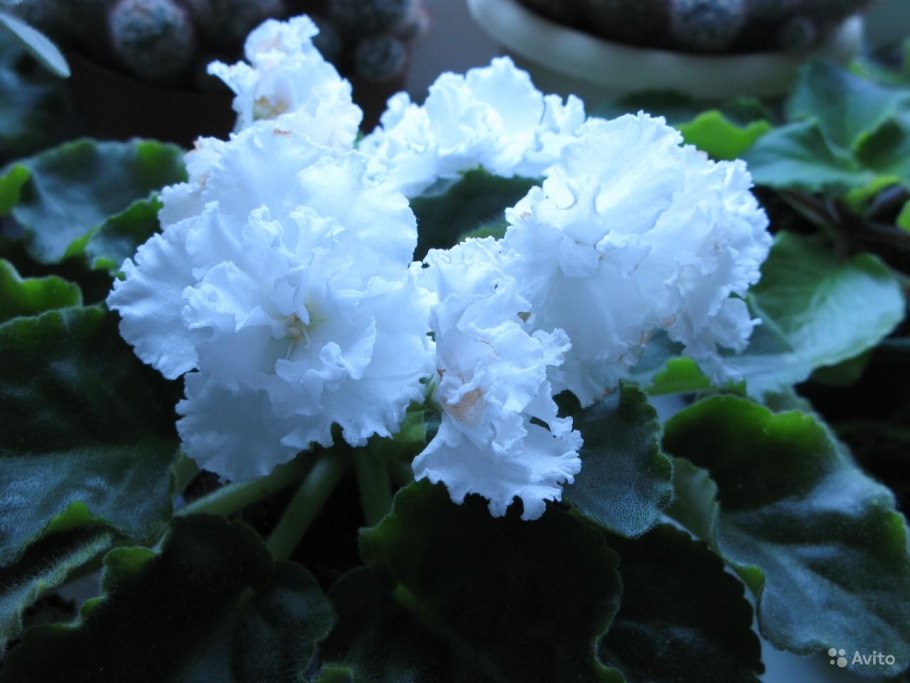 Узамбарская фиалка белая