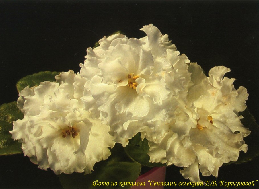 Фиалка рогатая Монблан