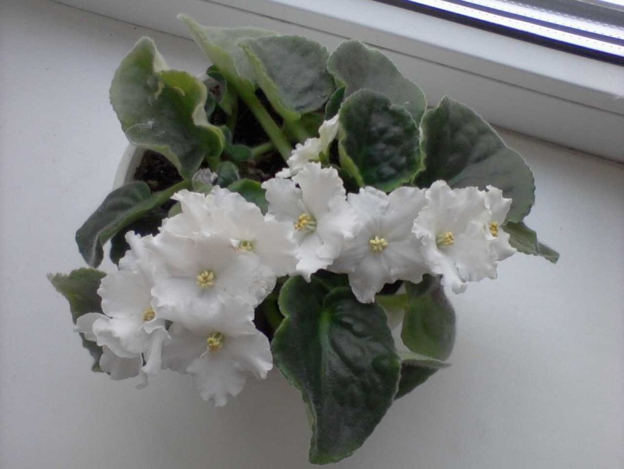 Фиалка белая махровая