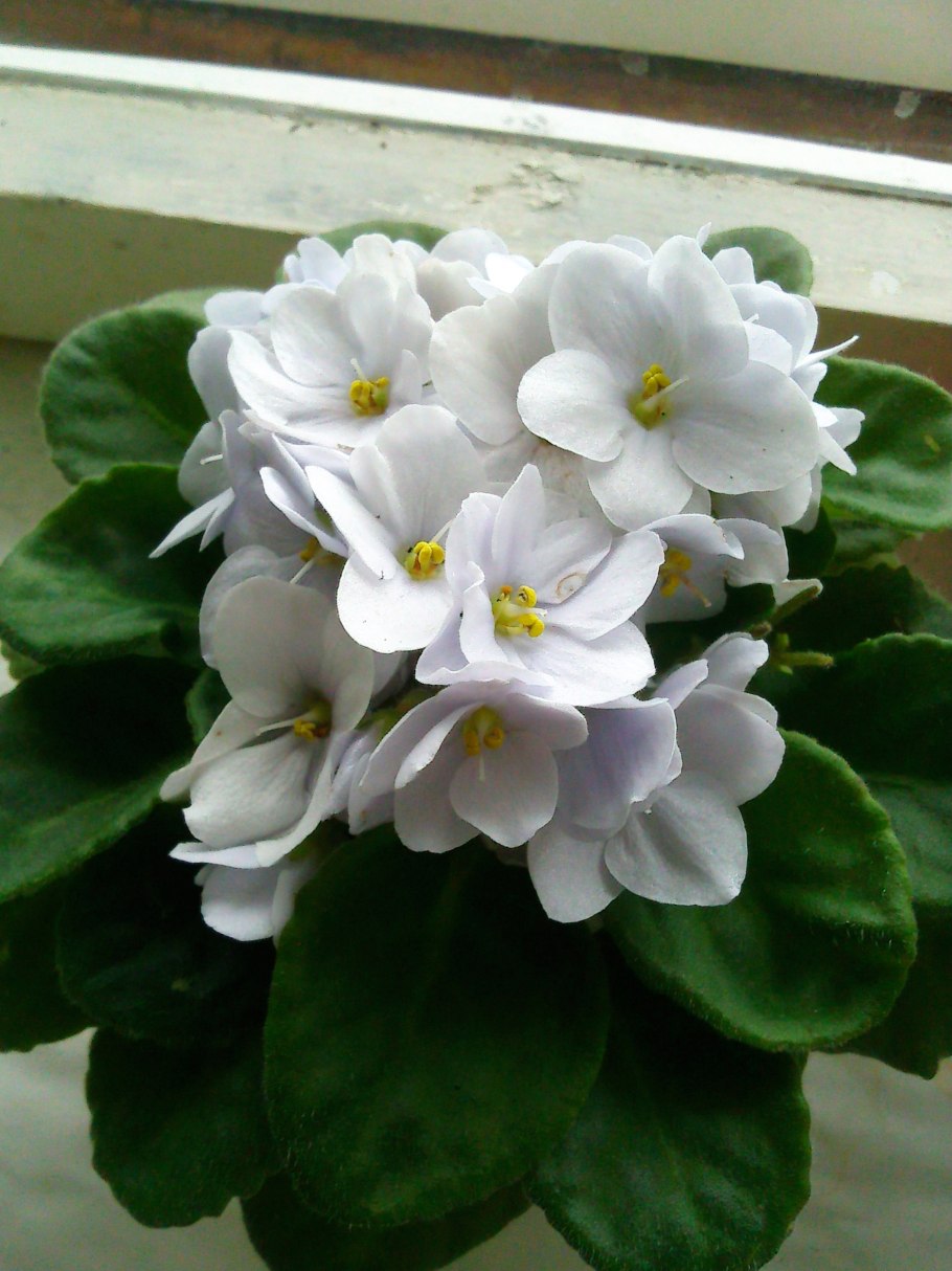 Фиалка белая сенполия