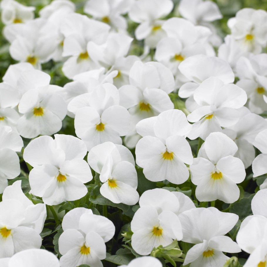 Сенполия НК-марш Мендельсона