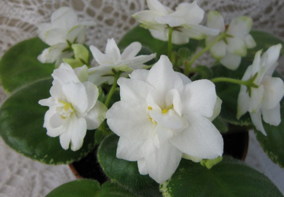 Фиалка белая махровая