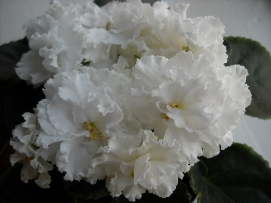 Фиалка белая ретро сорт