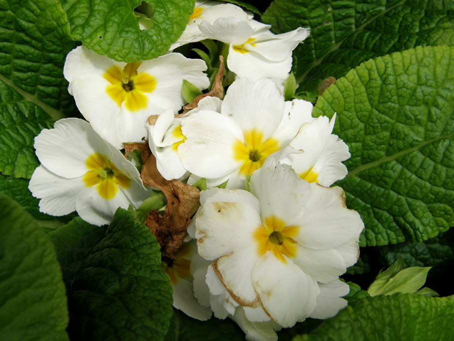 Фиалки Дикие Лесные белые