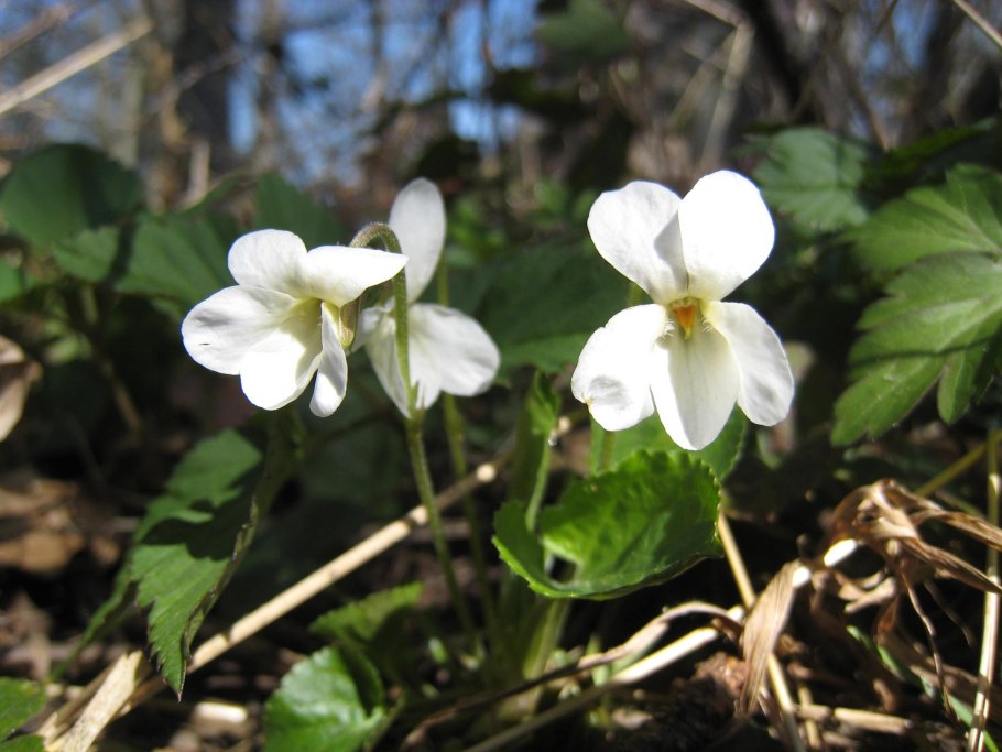 Фиалка сорт Gillian