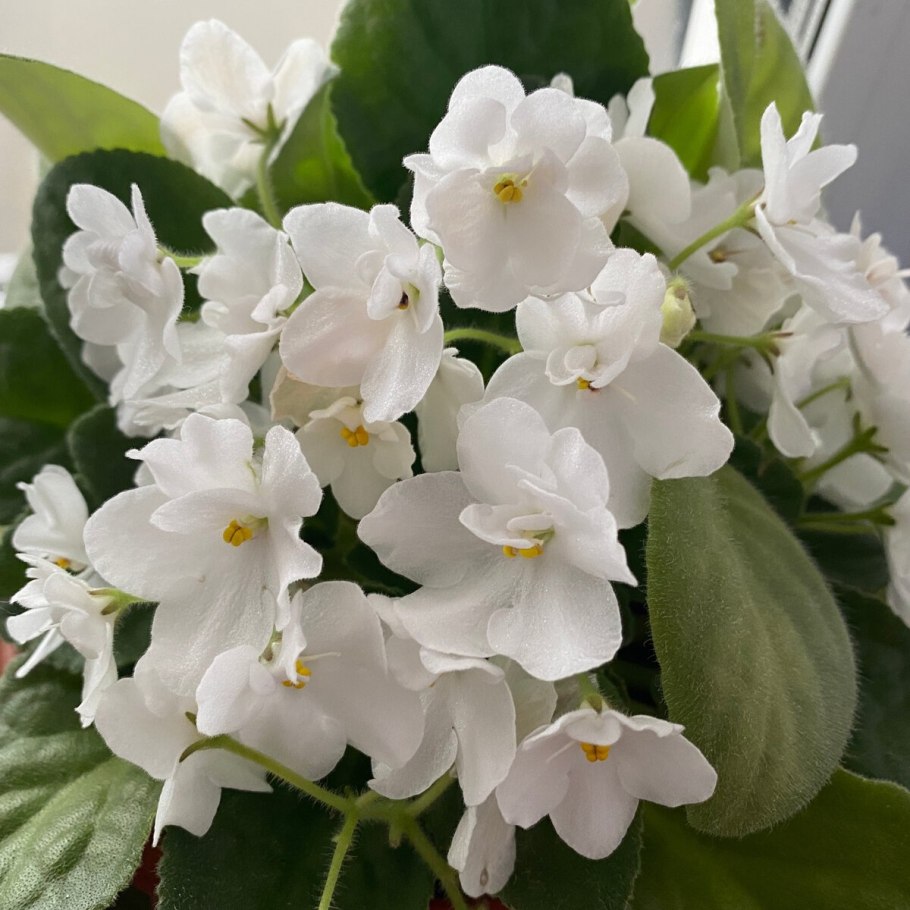 Фиалка белая сенполия