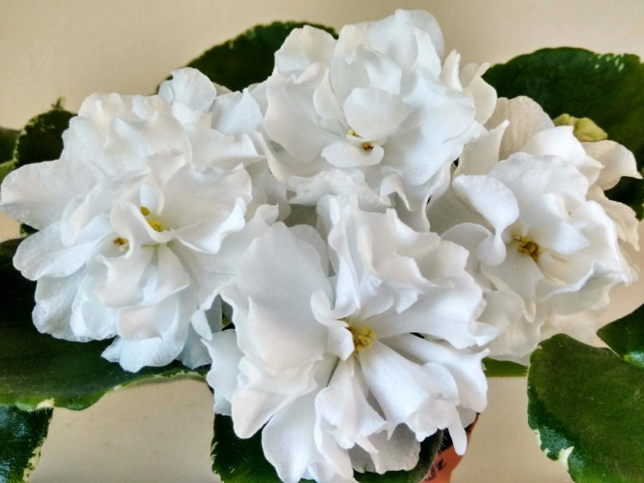 Фиалка белая Королева