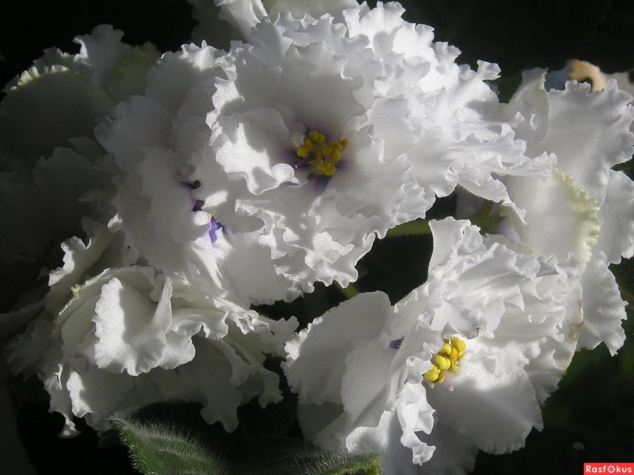 Фиалка Ян Наталка